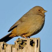 California Towhee